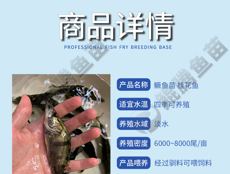 优选桂花鱼苗鲲腾鱼苗好鱼苗鲲腾出产地直销百万现货