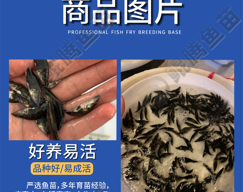 优选桂花鱼苗鲲腾鱼苗好鱼苗鲲腾出产地直销百万现货