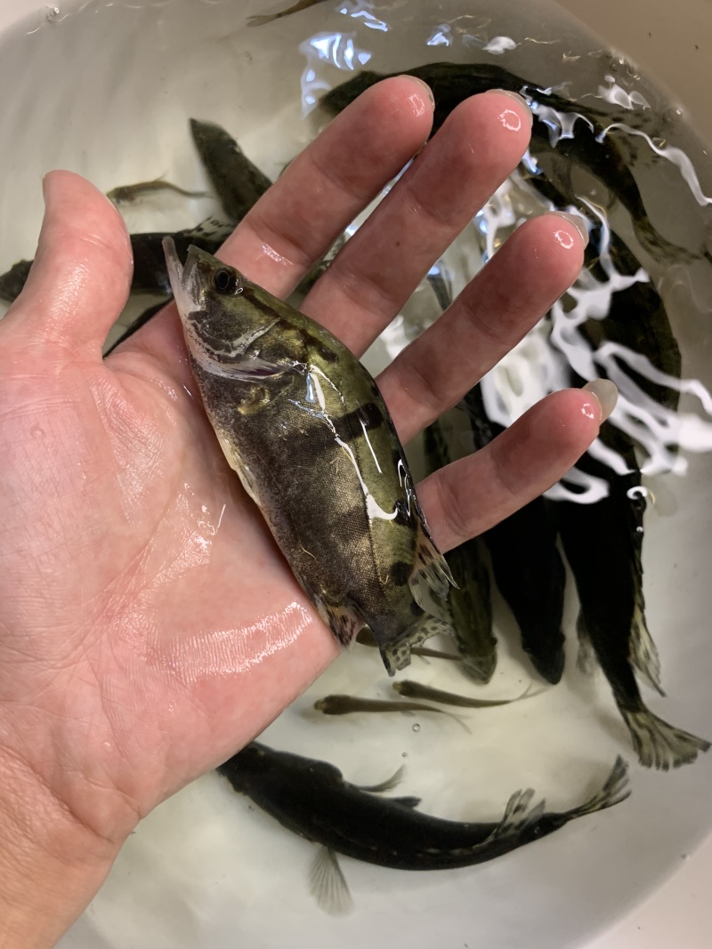 鲲腾水产鳜鱼苗桂花鱼苗生态养殖全国供应技术支持