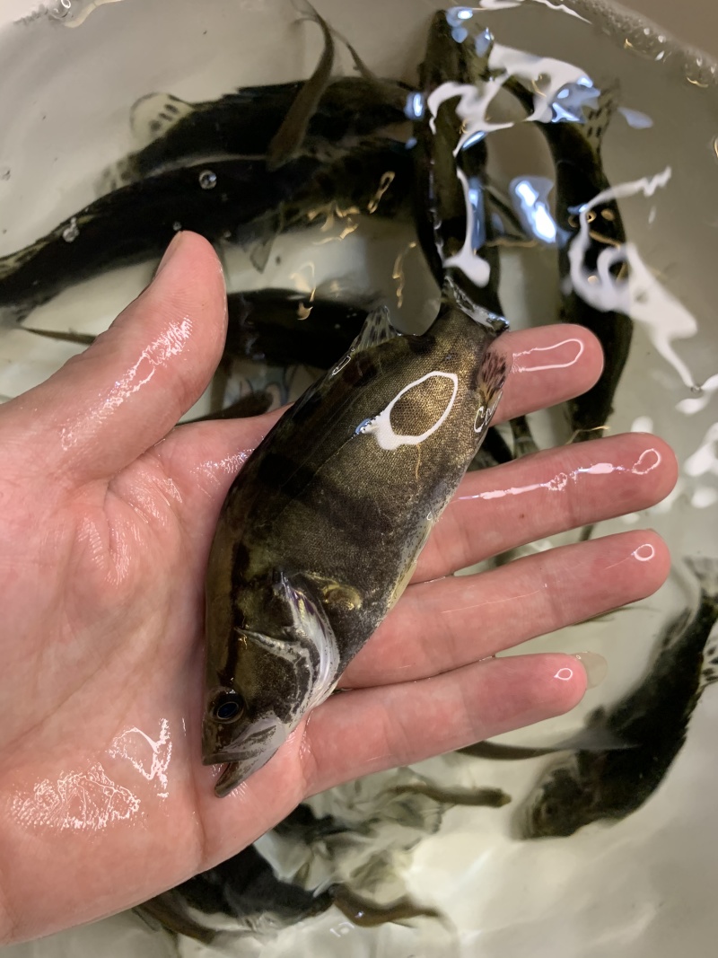鲲腾水产鳜鱼苗桂花鱼苗生态养殖全国供应技术支持
