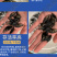 鲲腾水产鳜鱼苗桂花鱼苗生态养殖全国供应技术支持
