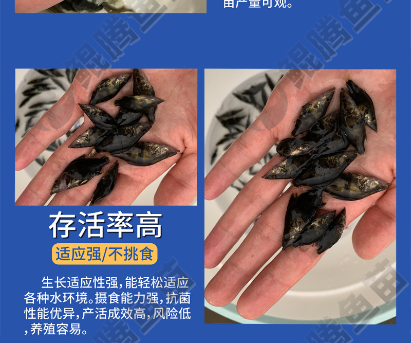 鲲腾水产鳜鱼苗桂花鱼苗生态养殖全国供应技术支持