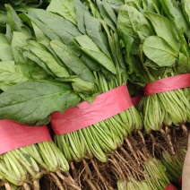 菠菜安阳滑县大叶菠菜万亩基地现货直发欢迎电话订购