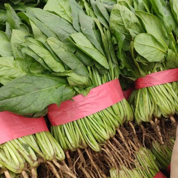 菠菜安阳滑县大叶菠菜万亩基地现货直发欢迎电话订购