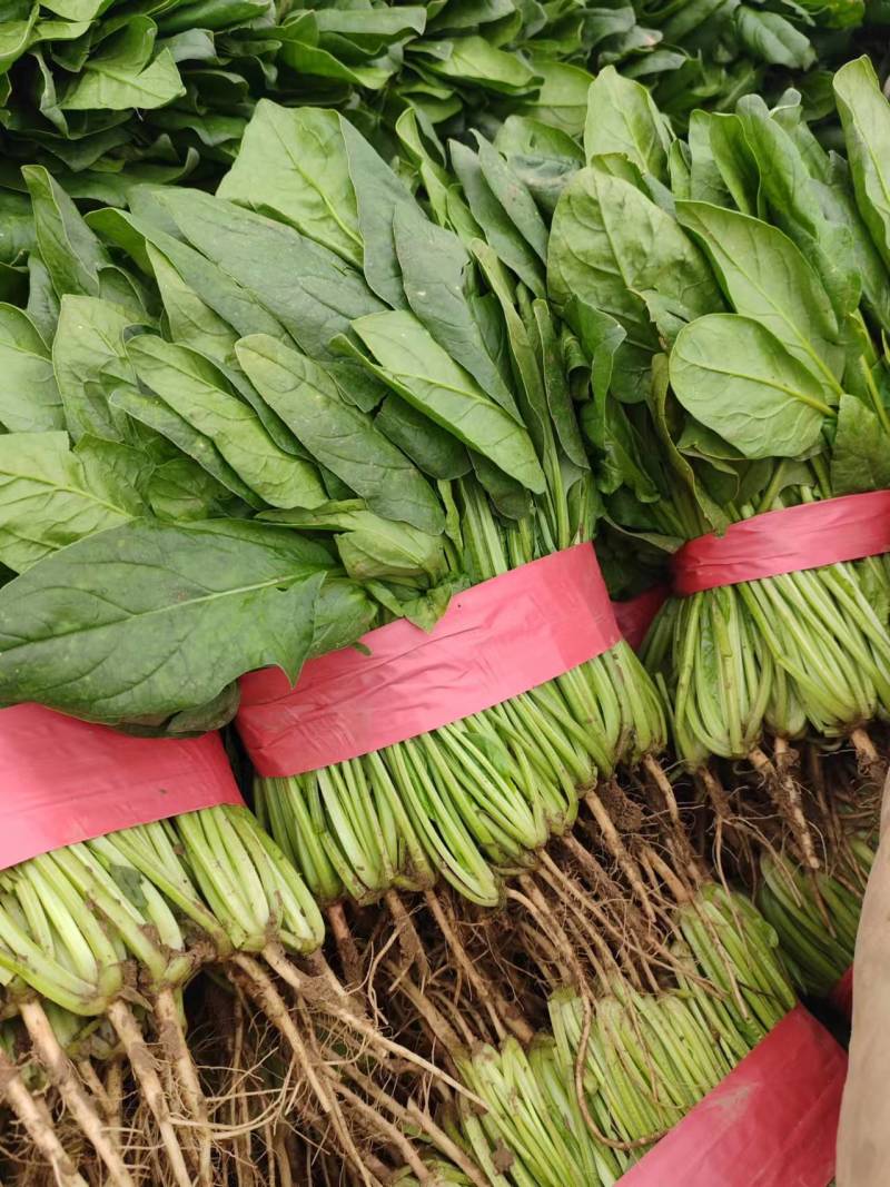 菠菜安阳滑县大叶菠菜万亩基地现货直发欢迎电话订购