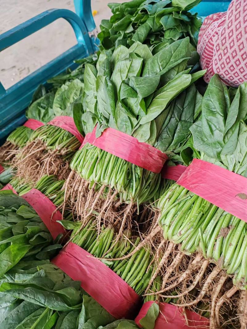 菠菜安阳滑县大叶菠菜万亩基地现货直发欢迎电话订购