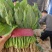 菠菜安阳滑县大叶菠菜万亩基地现货直发欢迎电话订购