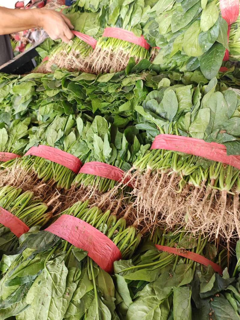 菠菜安阳滑县大叶菠菜万亩基地现货直发欢迎电话订购