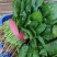 菠菜河南大叶菠菜地头直发黑油亮型菠菜欢迎电话订货