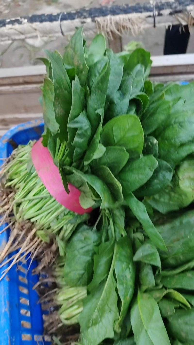 菠菜河南大叶菠菜地头直发黑油亮型菠菜欢迎电话订货