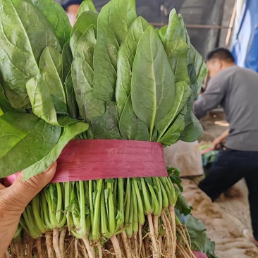 菠菜河南大叶菠菜地头直发黑油亮型菠菜欢迎电话订货