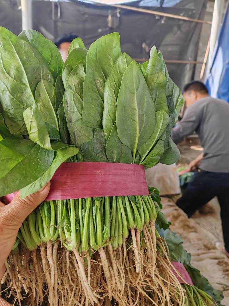 菠菜河南大叶菠菜地头直发黑油亮型菠菜欢迎电话订货