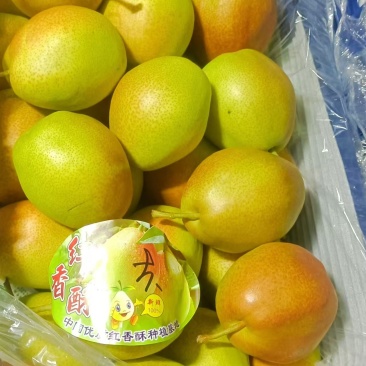 山西运城龙居镇红香酥梨香甜可口核小无渣视频看货