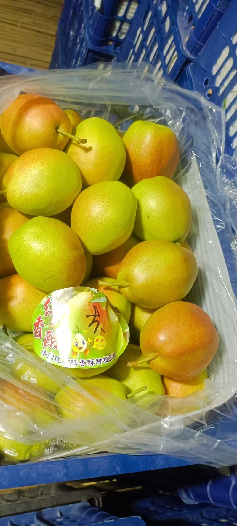 山西运城龙居镇红香酥梨香甜可口核小无渣视频看货