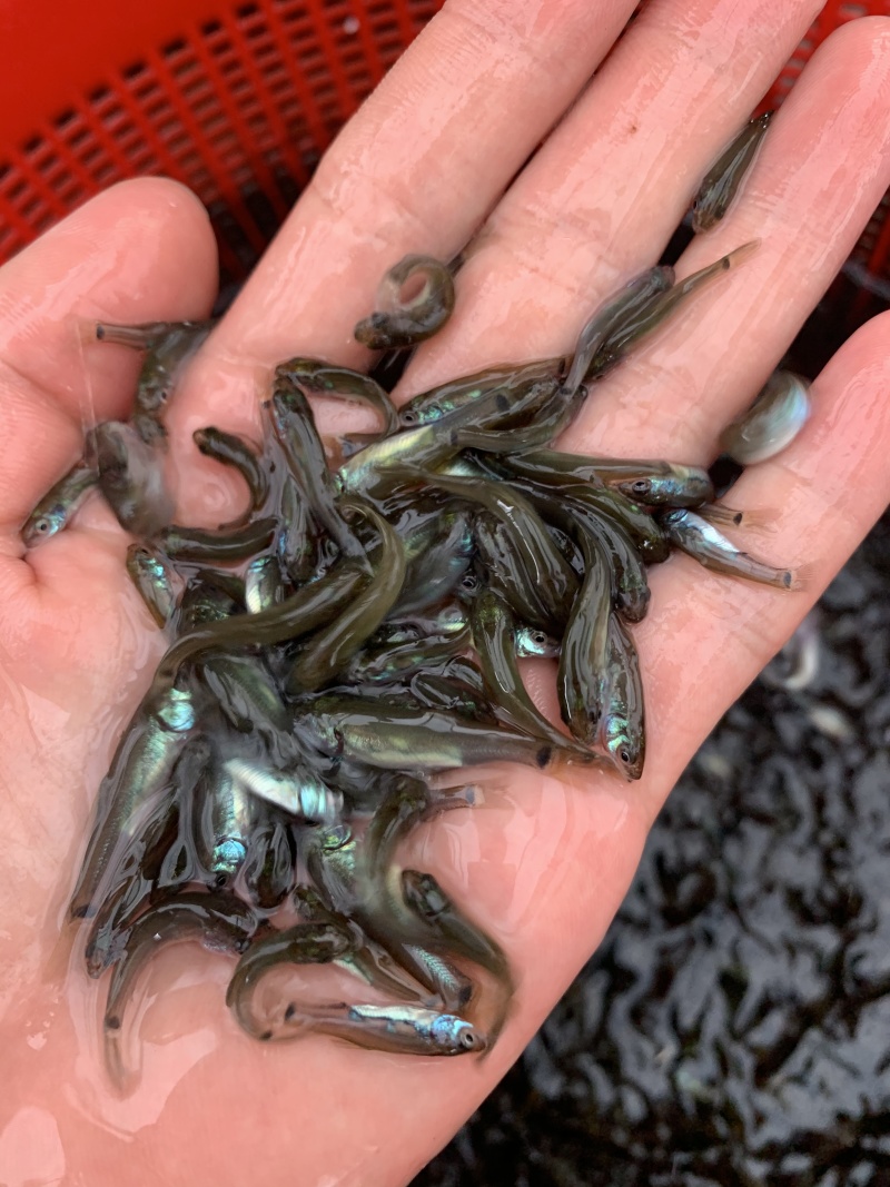 鲲腾优选丁桂鱼苗好鱼苗鲲腾出全国供应技术支持