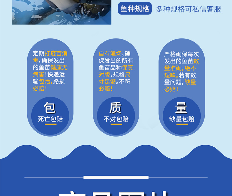 鲲腾优选丁桂鱼苗好鱼苗鲲腾出全国供应技术跟踪