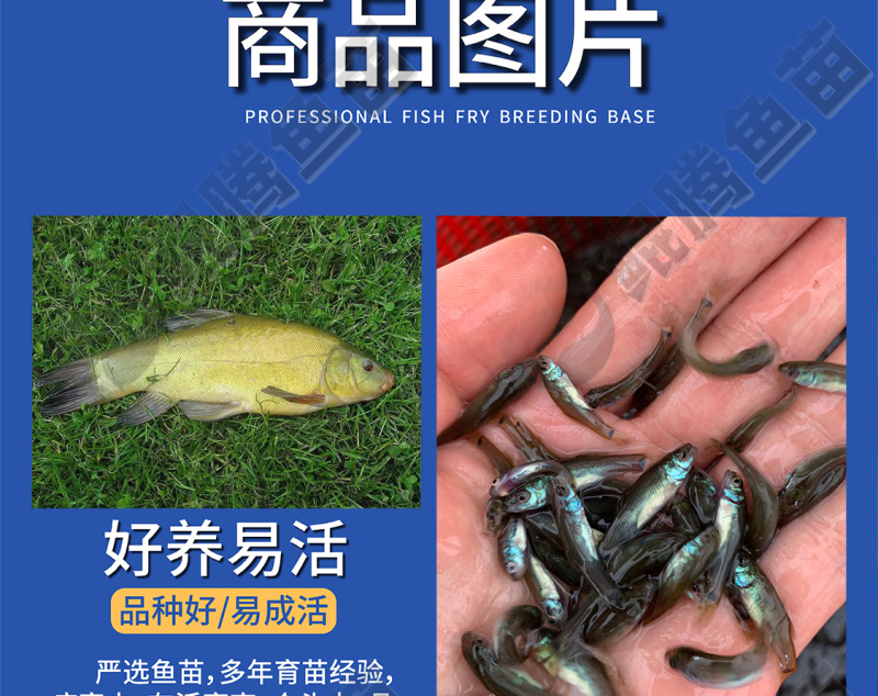 鲲腾优选丁桂鱼苗好鱼苗鲲腾出全国供应技术跟踪