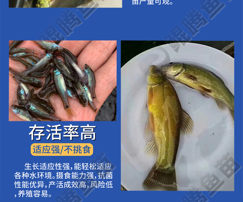 鲲腾优选丁桂鱼苗好鱼苗鲲腾出全国供应技术跟踪
