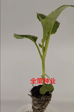 松花苗青米滇赢现货耐寒耐热
