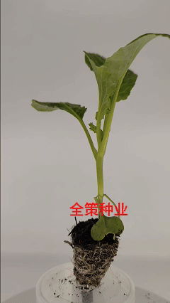 松花苗青米滇赢现货耐寒耐热