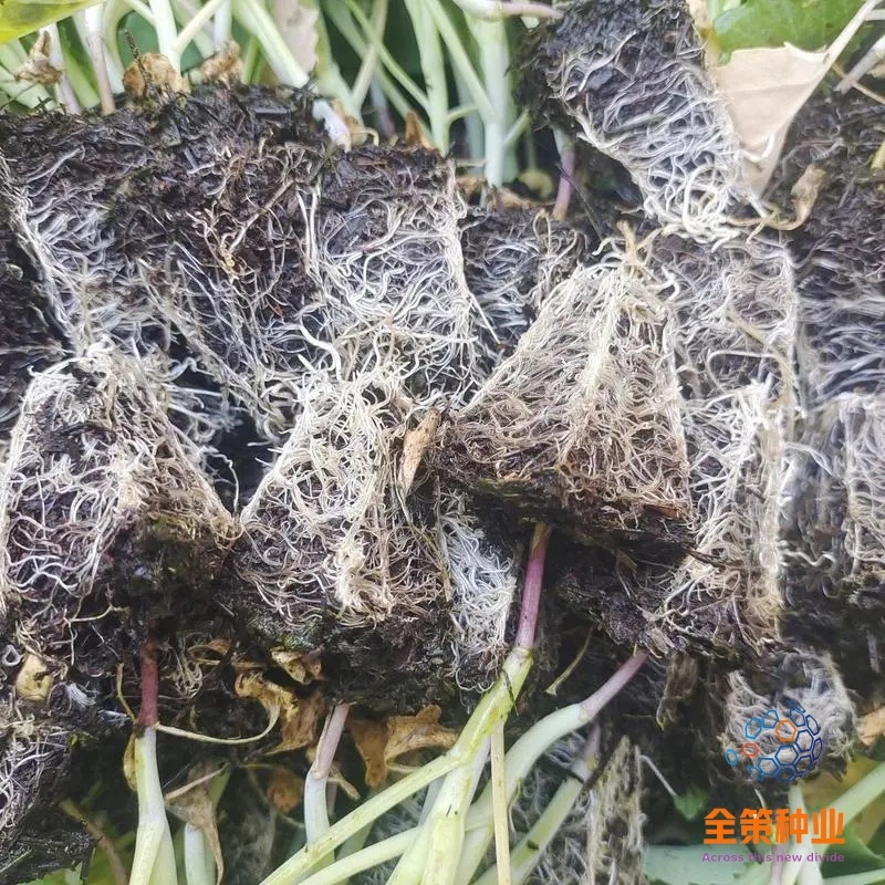松花苗青米滇赢现货耐寒耐热