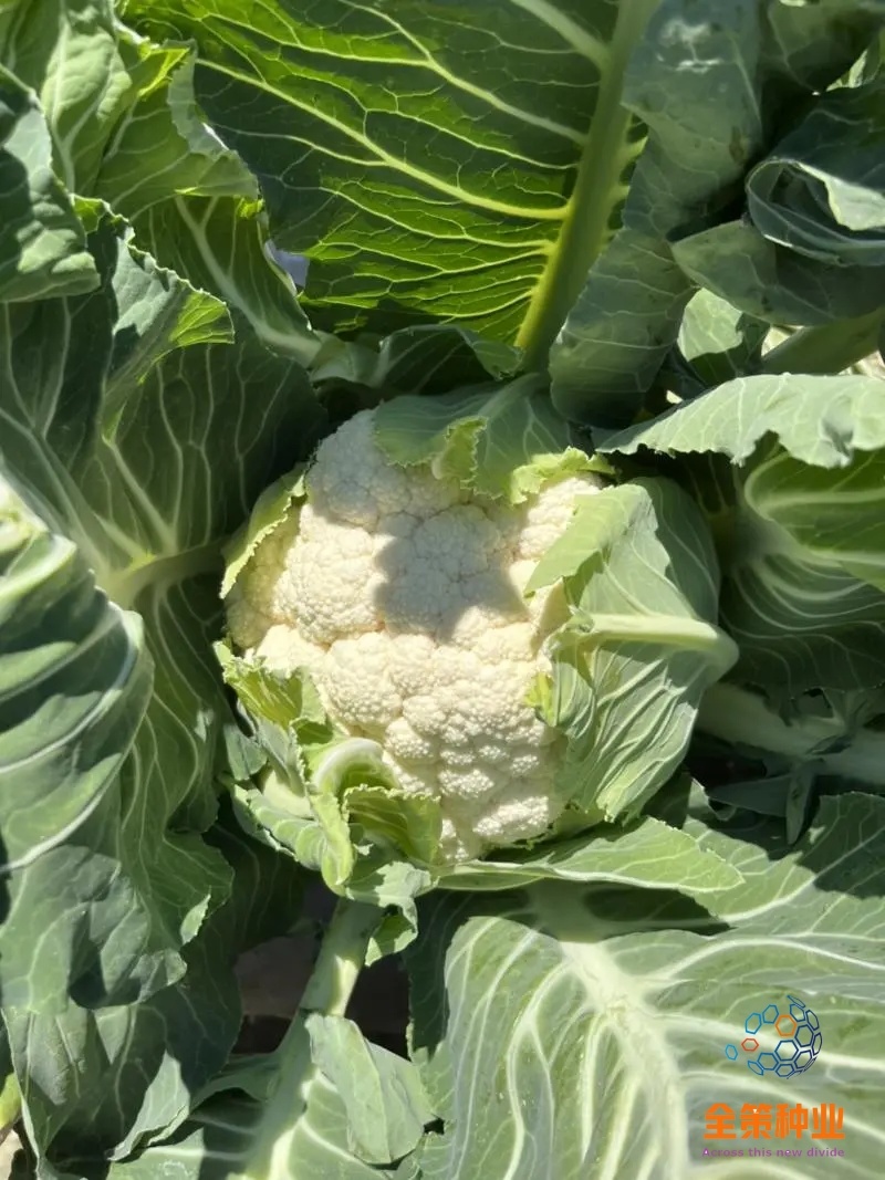 松花苗青米滇赢现货耐寒耐热