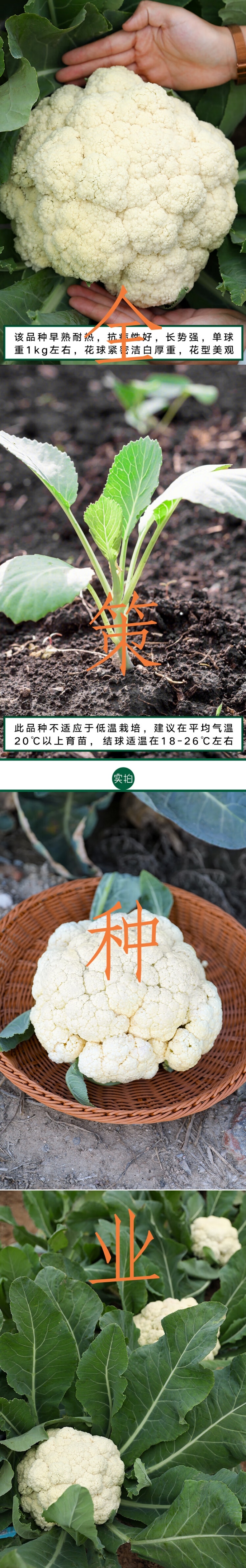 松花苗青米滇赢现货耐寒耐热