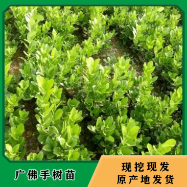 佛手苗广佛手树苗基地现挖现发优质种苗南药园直供