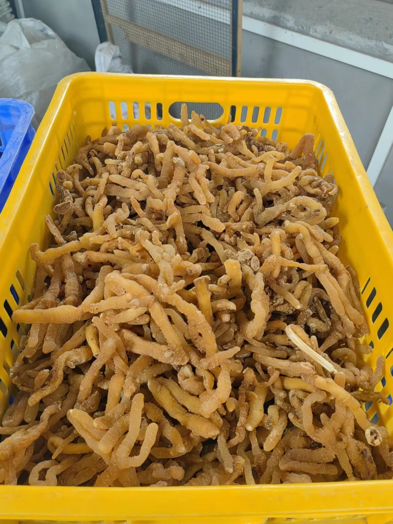 【玉竹熟条】连州玉竹产地直供质量保证货源充足欢迎订购