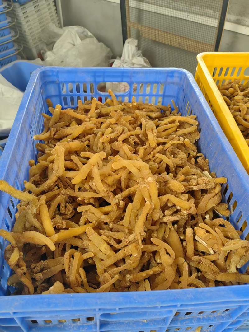 【玉竹熟条】连州玉竹产地直供质量保证货源充足欢迎订购