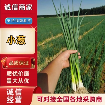 优质小葱大量上市支持视频看货按需装货诚信经营