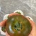 草莓番茄山东新鲜番茄铁皮西红柿电商市场商超