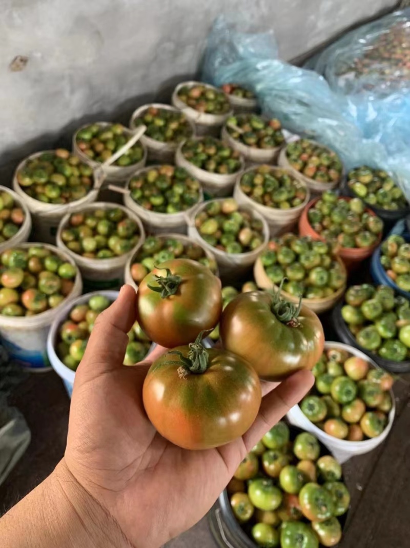 草莓番茄山东新鲜番茄铁皮西红柿电商市场商超
