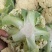 【实力推荐】河南有机花菜大量供应中，代发全国。