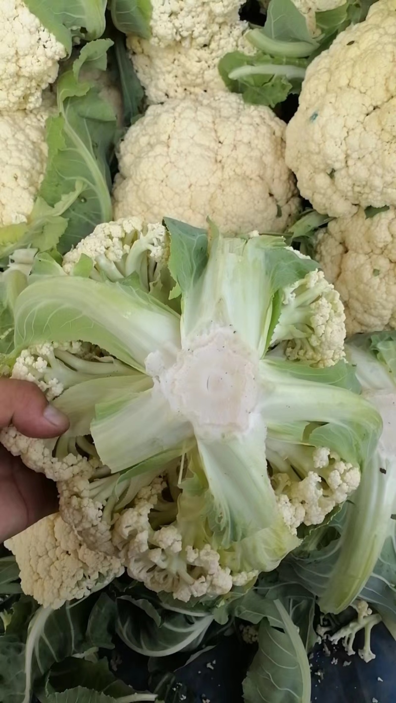 【实力推荐】河南有机花菜大量供应中，代发全国。