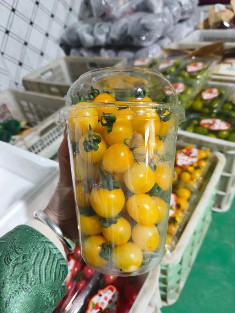 山东寿光黄色口感小番茄产地直销一手货源量大