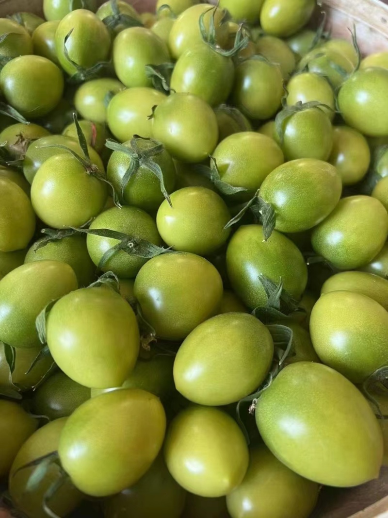 山东寿光青甜小番茄青口蜜小番茄产地一手货源量大