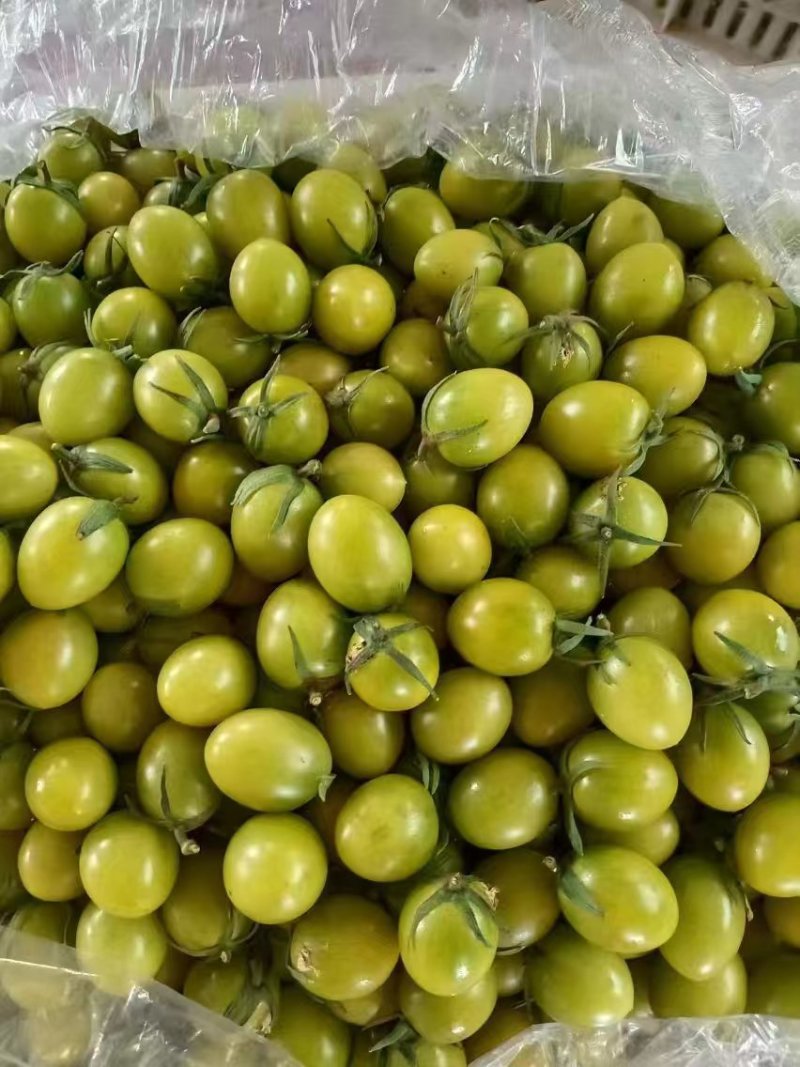 山东寿光青甜小番茄青口蜜小番茄产地一手货源量大