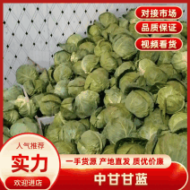 【热卖中】河南中甘甘蓝产地一手货源代发全国商超批发电商