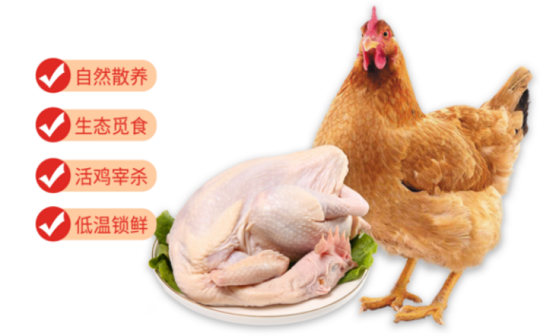 散养跑山鸡，自家养殖，保质保量，量大从优，欢迎来电