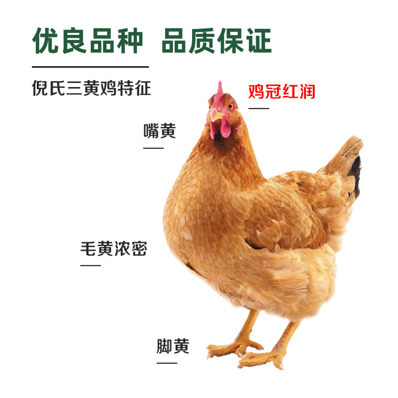 散养跑山鸡，自家养殖，保质保量，量大从优，欢迎来电