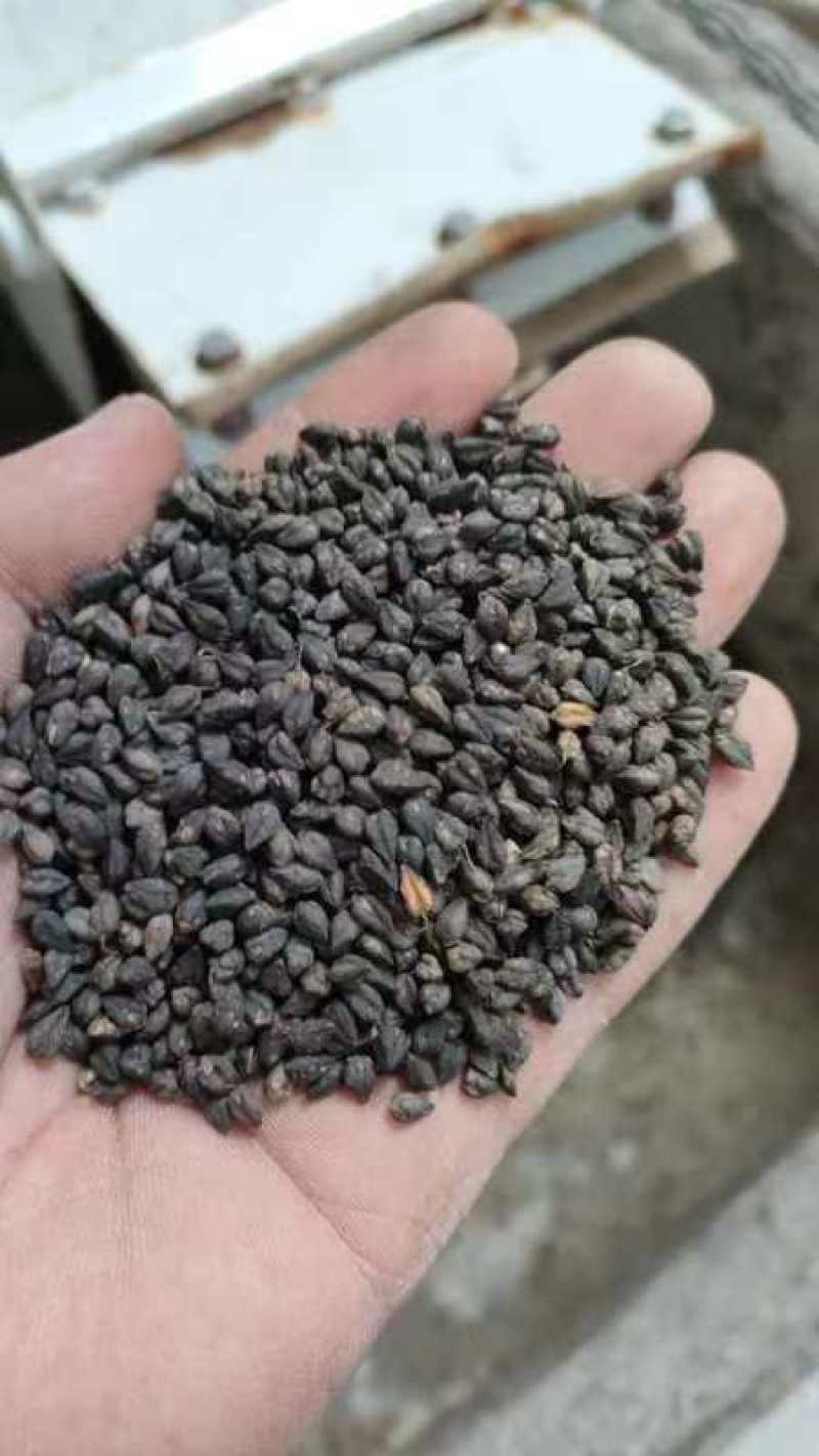 荞麦米今年新货颜色好淀粉含量高酿酒磨面煮粥口感好大量现货