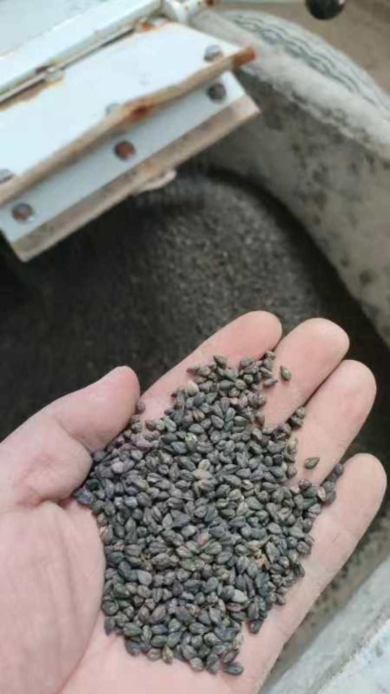荞麦米今年新货颜色好淀粉含量高酿酒磨面煮粥口感好大量现货