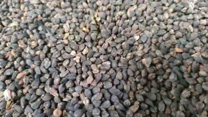 荞麦米今年新货颜色好淀粉含量高酿酒磨面煮粥口感好大量现货
