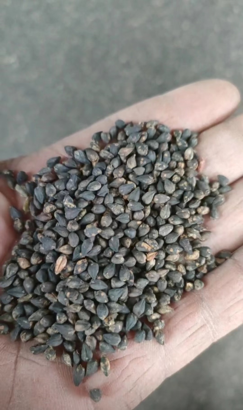 荞麦米今年新货颜色好淀粉含量高酿酒磨面煮粥口感好大量现货