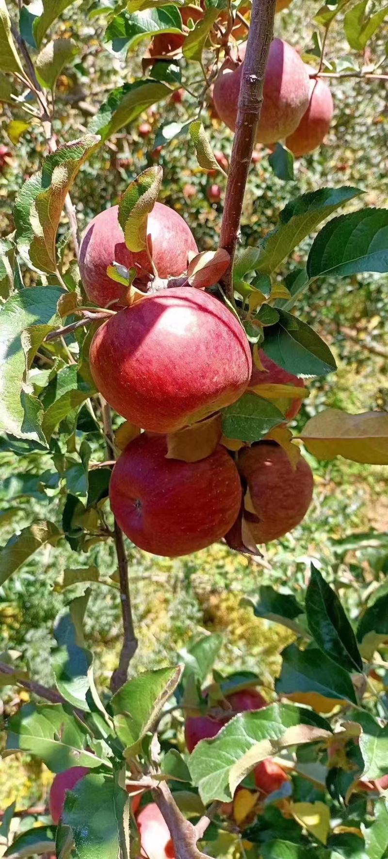 精品四川冰糖心苹果大量供货脆甜多汁品质保证量大价优