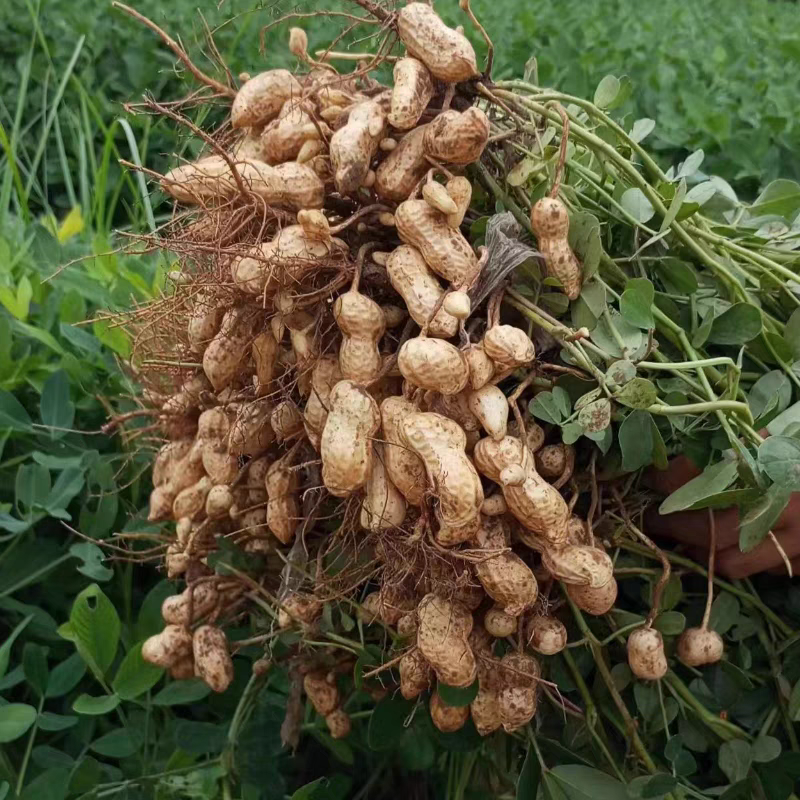 鲜花生，大白鲨过筛精品，保质保量，欢迎致电