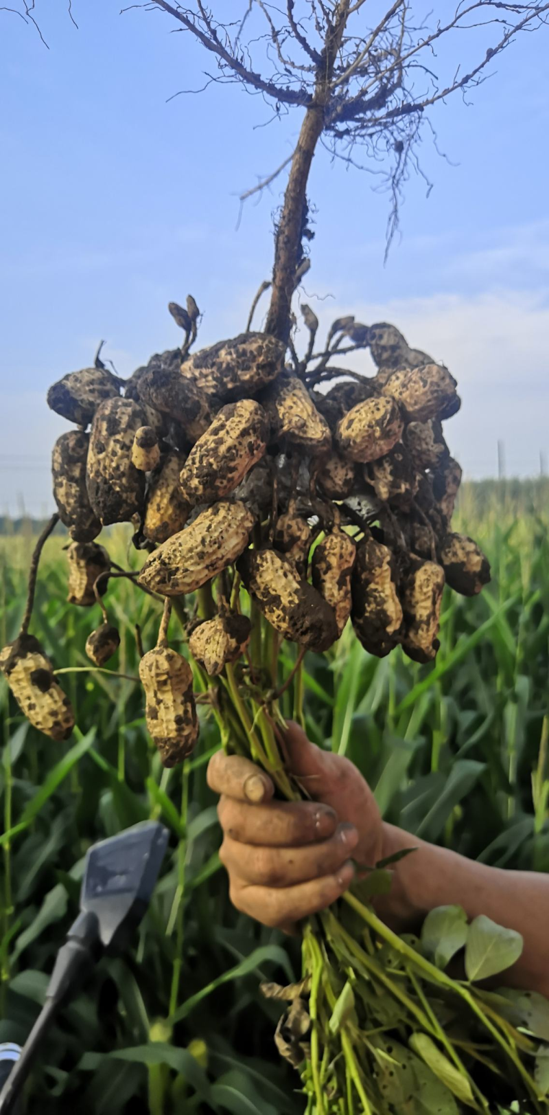 鲜花生，大白鲨过筛精品，保质保量，欢迎致电