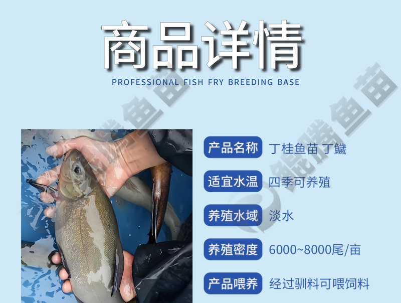 丁桂鱼苗百万现货产地直销全国供应技术跟踪