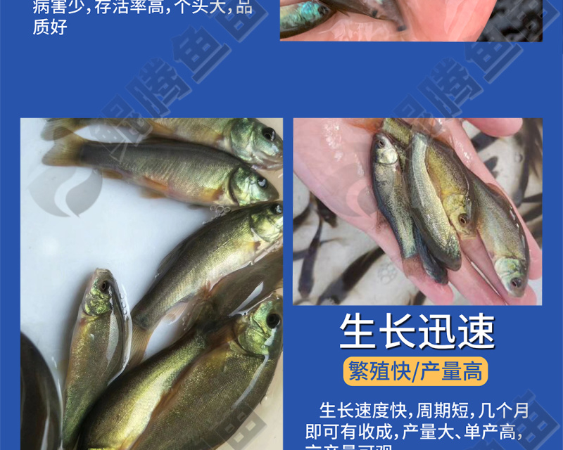 丁桂鱼苗百万现货产地直销全国供应技术跟踪